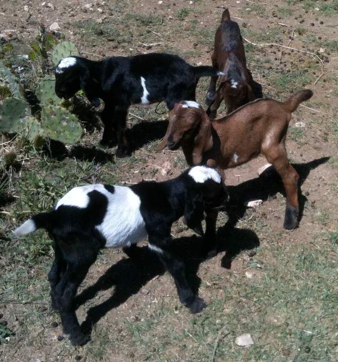 Ophillia's kids, 04/04/11